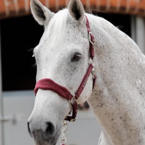 fleece-padded-horse-head-collar-6009mbrg-707650_1536x