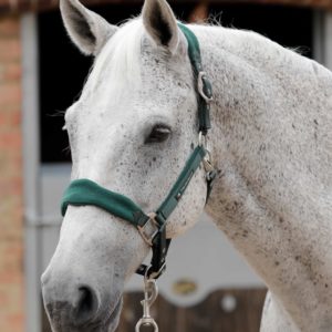 fleece-padded-horse-head-collar-6009mg-110631_1536x