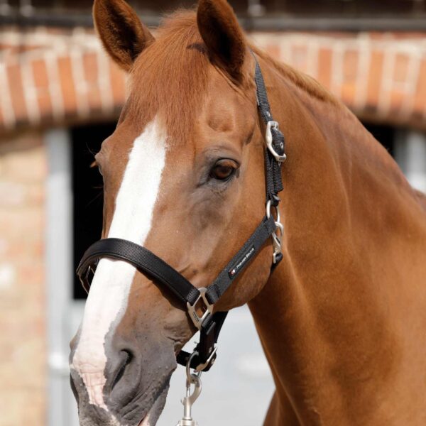[ Premier Equine ] Licol en nylon
