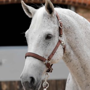 plain-padded-horse-head-collar-6006mbrw-621275_1536x