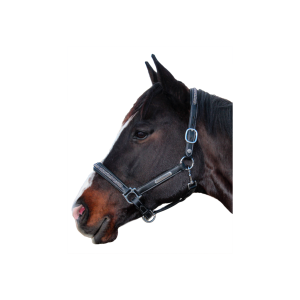 [ Flags&cup] Lederhalfter Aachen Full